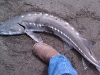 4_foot_sturgeon_caught_on_our-beach